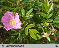 Rosa virginiana (róża wirgińska)