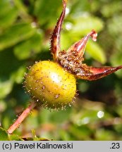 Rosa virginiana (róża wirgińska)