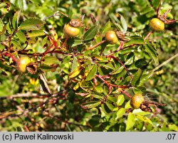 Rosa virginiana (róża wirgińska)