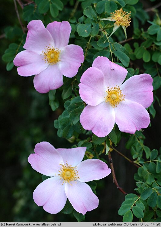 Rosa webbiana