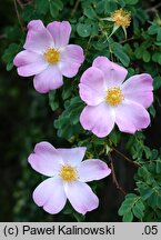 Rosa webbiana