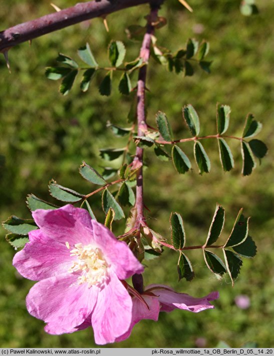 Rosa willmottiae (róża Willmotta)