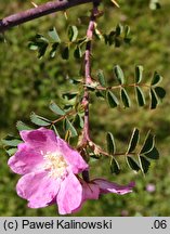 Rosa willmottiae (róża Willmotta)