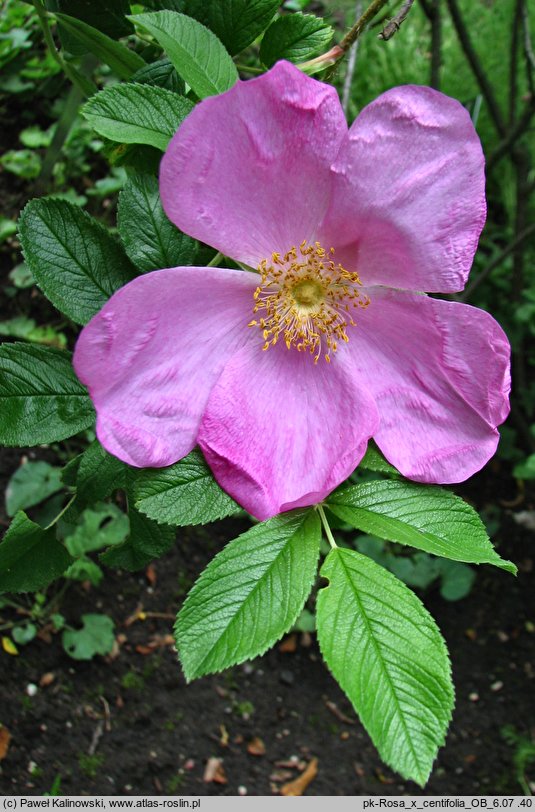 Rosa ×centifolia (róża stulistna)