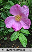 Rosa ×centifolia (róża stulistna)