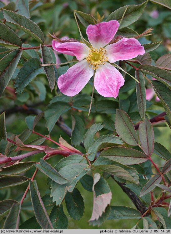 Rosa ×rubrosa