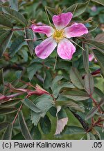 Rosa ×rubrosa