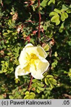 Rosa xanthina (róża żółta)