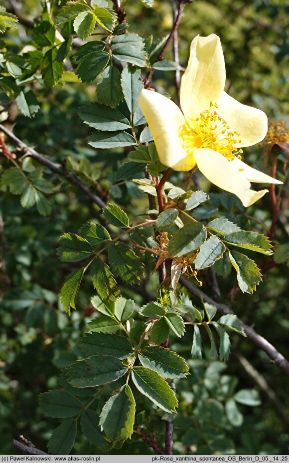 Rosa xanthina (róża żółta)