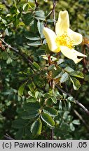 Rosa xanthina (róża żółta)