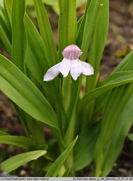 Roscoea alpina