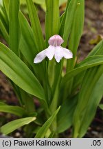 Roscoea alpina