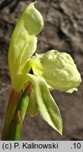 Roscoea cautleyoides (roskea chińska)