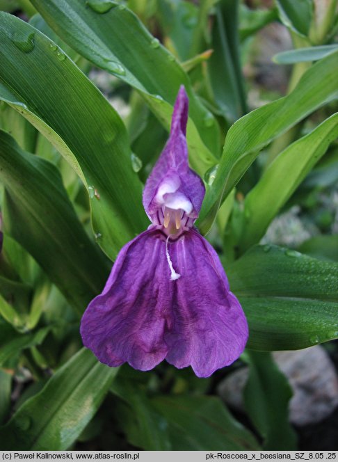 Roscoea ×beesiana