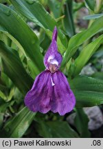 Roscoea ×beesiana