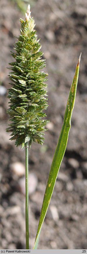 Rostraria cristata (rostraria grzebieniasta)