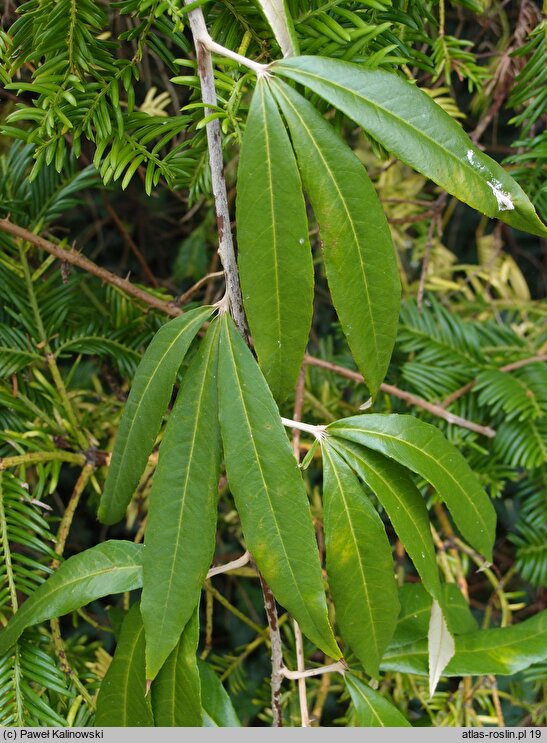 Rubus bambusarum