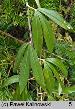 Rubus bambusarum