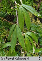 Rubus bambusarum