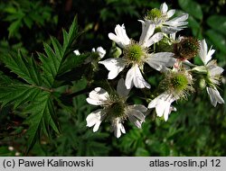 Rubus laciniatus (jeżyna wcinanolistna)