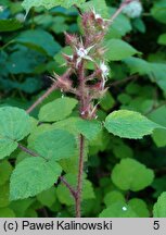 Rubus phoenicolasius (jeżyna rdzawa)