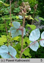 Rubus phoenicolasius (jeżyna rdzawa)