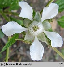 Rubus xanthocarpus (jeżyna żółtoowockowa)