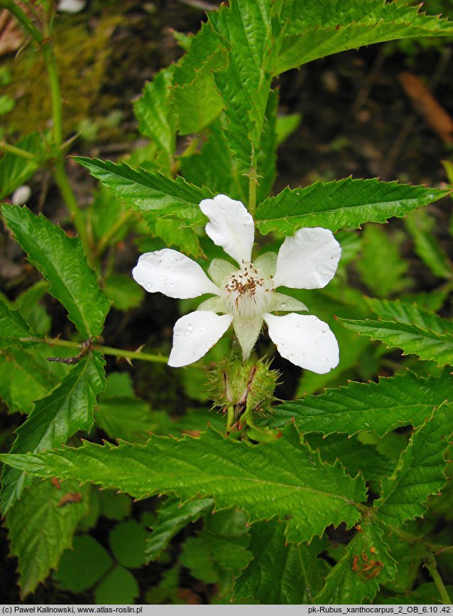 Rubus xanthocarpus (jeżyna żółtoowockowa)