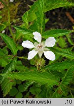 Rubus xanthocarpus (jeżyna żółtoowockowa)