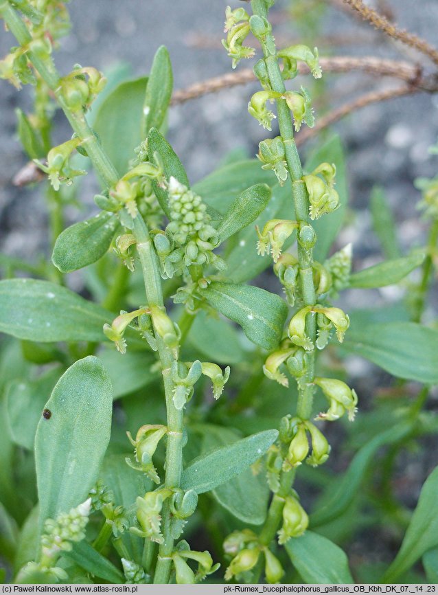 Rumex bucephalophorus (szczaw dziurkowany)