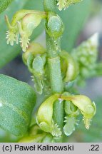 Rumex bucephalophorus (szczaw dziurkowany)