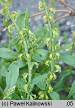 Rumex bucephalophorus (szczaw dziurkowany)