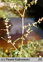 Rumex conglomeratus (szczaw skupiony)