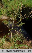 Rumex conglomeratus (szczaw skupiony)