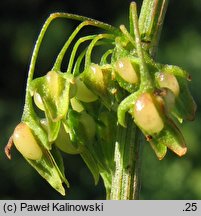 Rumex conglomeratus (szczaw skupiony)