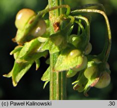 Rumex conglomeratus (szczaw skupiony)