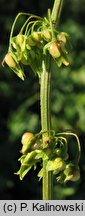 Rumex conglomeratus (szczaw skupiony)