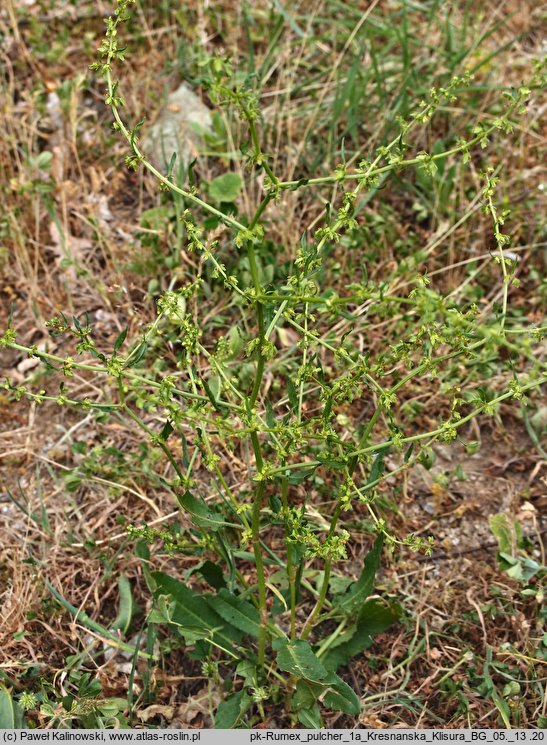 Rumex pulcher (szczaw nadobny)