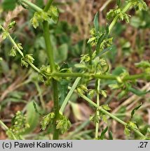 Rumex pulcher (szczaw nadobny)