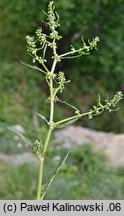 Rumex pulcher (szczaw nadobny)