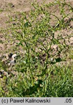 Rumex pulcher (szczaw nadobny)