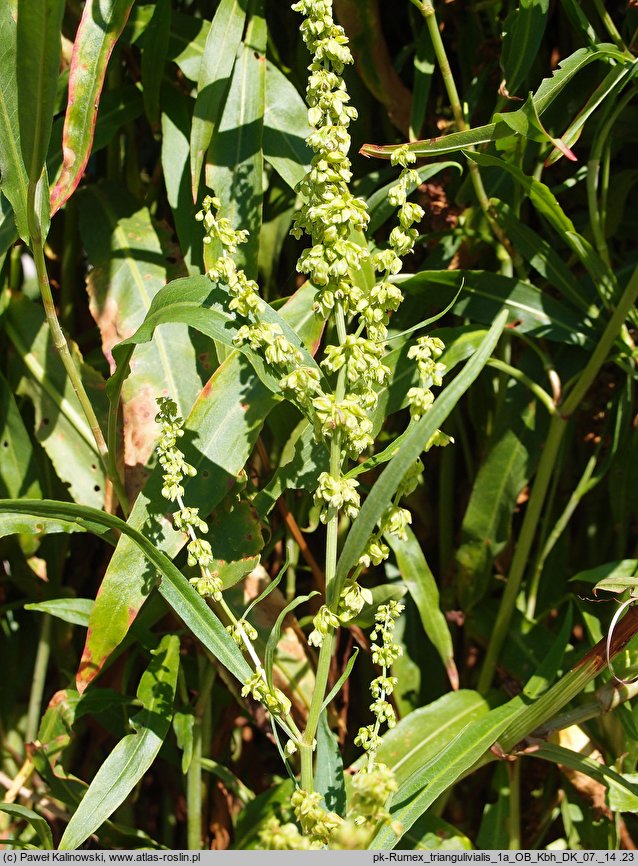 Rumex triangulivalvis (szczaw trójkątnodziałkowy)