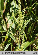 Rumex triangulivalvis (szczaw trójkątnodziałkowy)