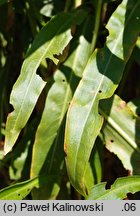 Rumex triangulivalvis (szczaw trójkątnodziałkowy)