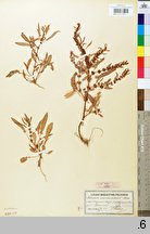 Rumex ucranicus (szczaw ukraiński)