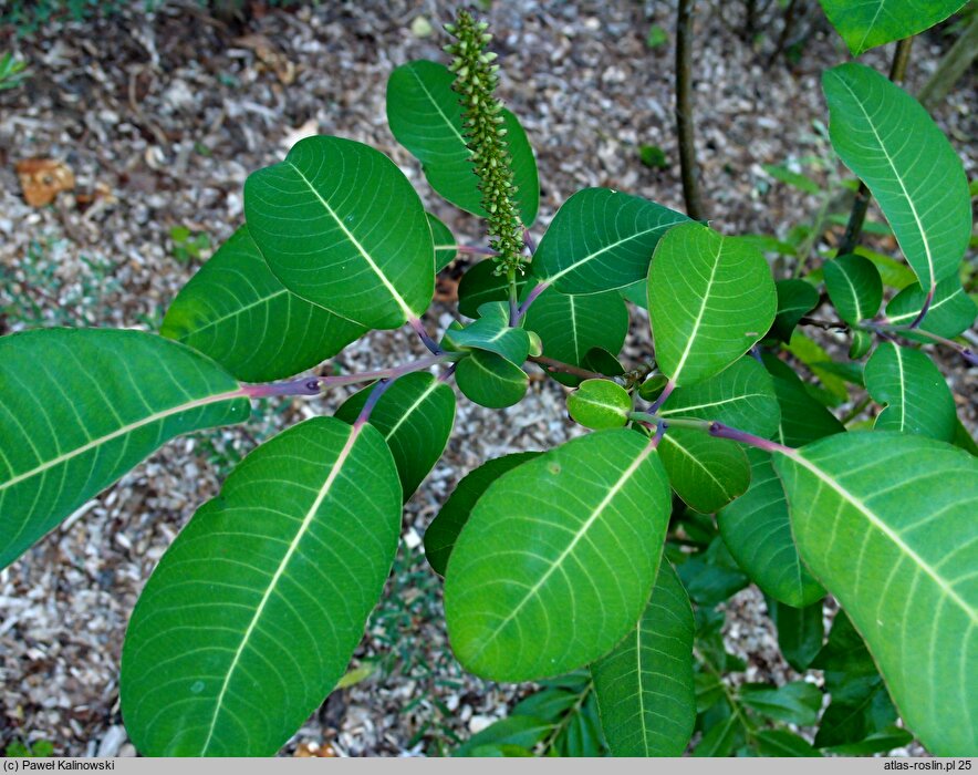 Salix magnifica (wierzba wspaniała)