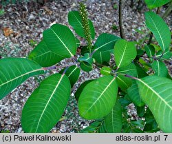 Salix magnifica (wierzba wspaniała)