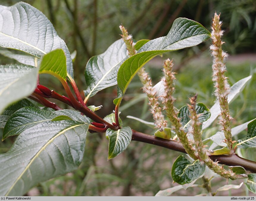 Salix moupinensis (wierzba mupińska)