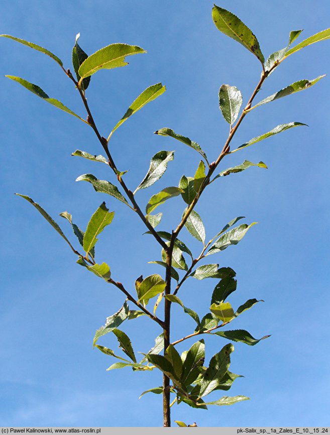 Salix myrsinifolia (wierzba czarniawa)