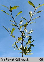 Salix myrsinifolia (wierzba czarniawa)